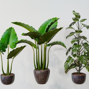 北欧简约盆栽植物