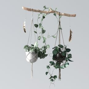 植物吊篮阳台植物