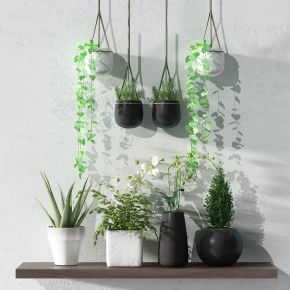 现代植物盆栽花盆隔板阳台植物