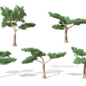 现代景观植物松树