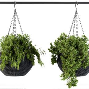 现代悬挂花盆植物盆栽，吊装植物vr和cr材质