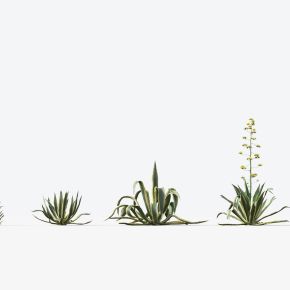 现代沙漠植物花草