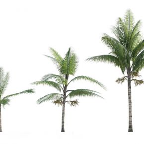 现代热带树木 棕榈树