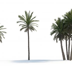 现代热带 植物 椰枣树