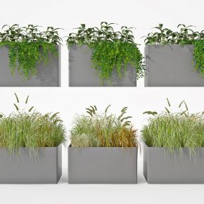 现代绿植盆栽，花池花槽芦苇草