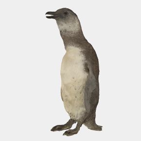 企鹅动物雕塑标本