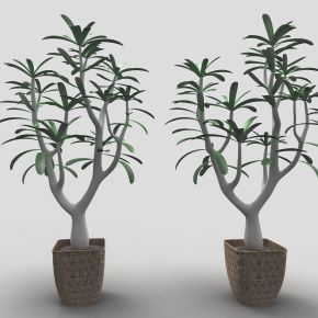 现代风格植物