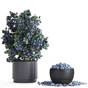现代盆栽 蓝莓