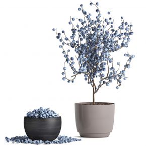 现代盆栽 蓝莓