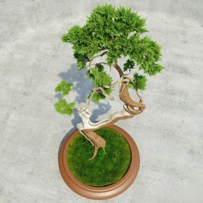 绿植,松与竹