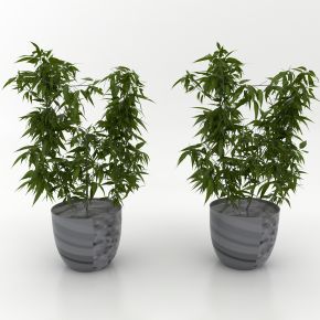 现代风格植物
