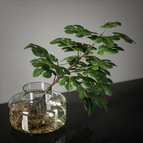 绿植,桌面绿植