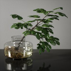 绿植,桌面绿植