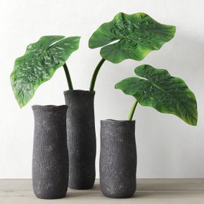 绿植,桌面绿植