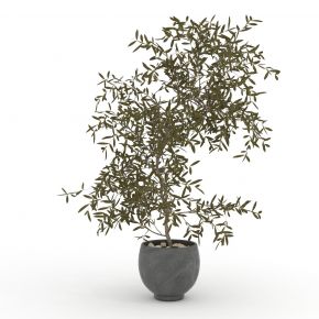 绿色盆栽