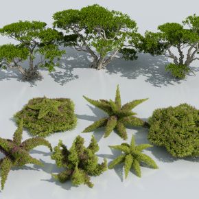 灌木 松树 植物组合 绿化带 景观植物