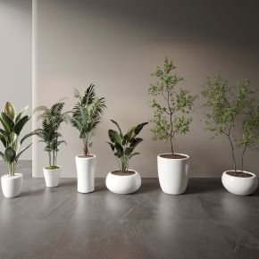 现代盆栽绿植组合
