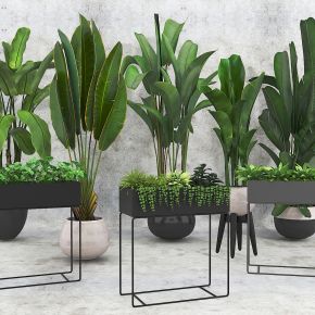 植物组合