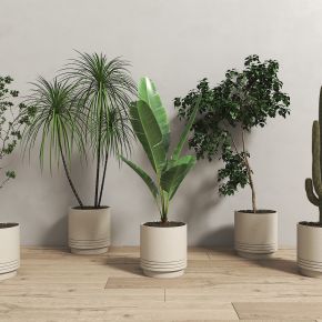 植物盆栽