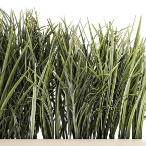 现代植物盆栽