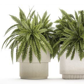 现代植物盆栽