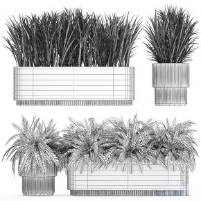 现代植物盆栽