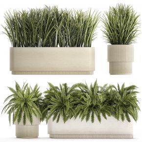 现代植物盆栽