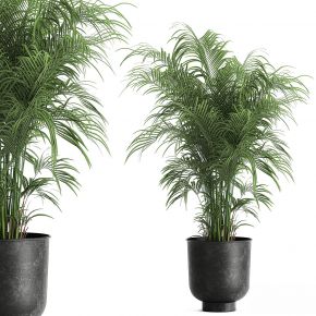 现代植物花草,植物盆栽