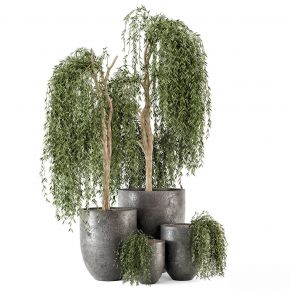 现代植物花草,植物盆栽