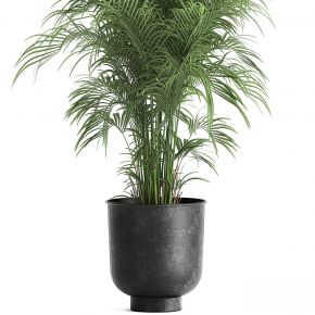 现代植物花草,植物盆栽