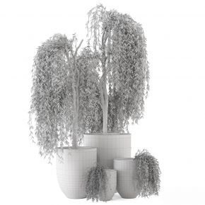 现代植物花草,植物盆栽