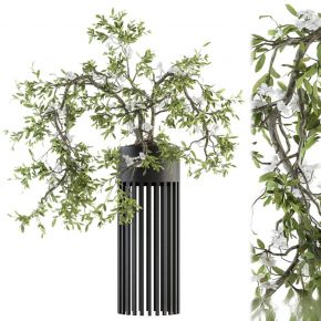 现代植物花草,植物盆栽