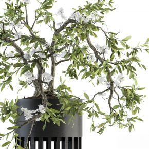 现代植物花草,植物盆栽