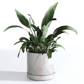 现代植物花草,植物盆栽