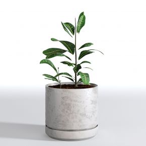 现代植物花草,植物盆栽
