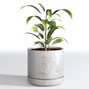 现代植物花草,植物盆栽