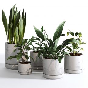 现代植物花草,植物盆栽