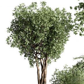 现代植物花草,植物盆栽