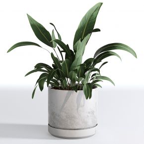 现代植物花草,植物盆栽