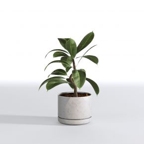 现代植物花草,植物盆栽