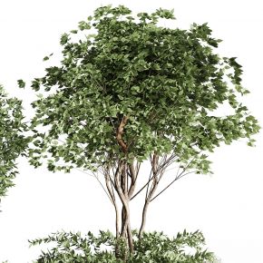 现代植物花草,植物盆栽
