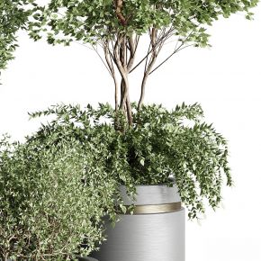 现代植物花草,植物盆栽