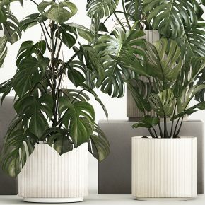 现代植物花草,植物盆栽