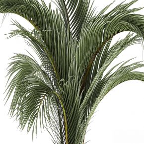 现代植物花草,植物盆栽