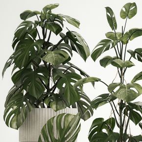 现代植物花草,植物盆栽
