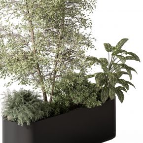 现代植物花草,植物盆栽