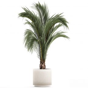 现代植物花草,植物盆栽
