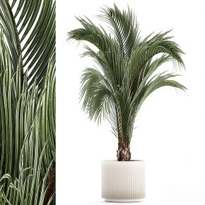 现代植物花草,植物盆栽