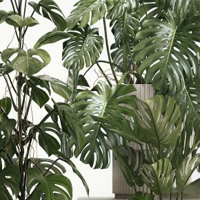 现代植物花草,植物盆栽