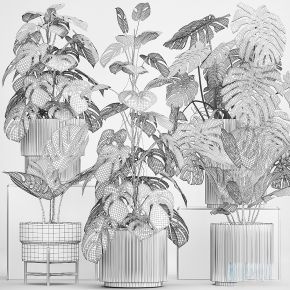 现代植物花草,植物盆栽